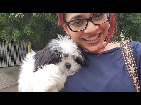 How expensive is it to own a Shih-tzu puppy? | getting her vaccinated and groomed