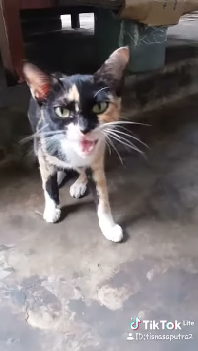 Tik tok  tak sanggup lagi -dinda permata