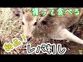 鹿を獲って食べる『激ウマ！レバ刺し』