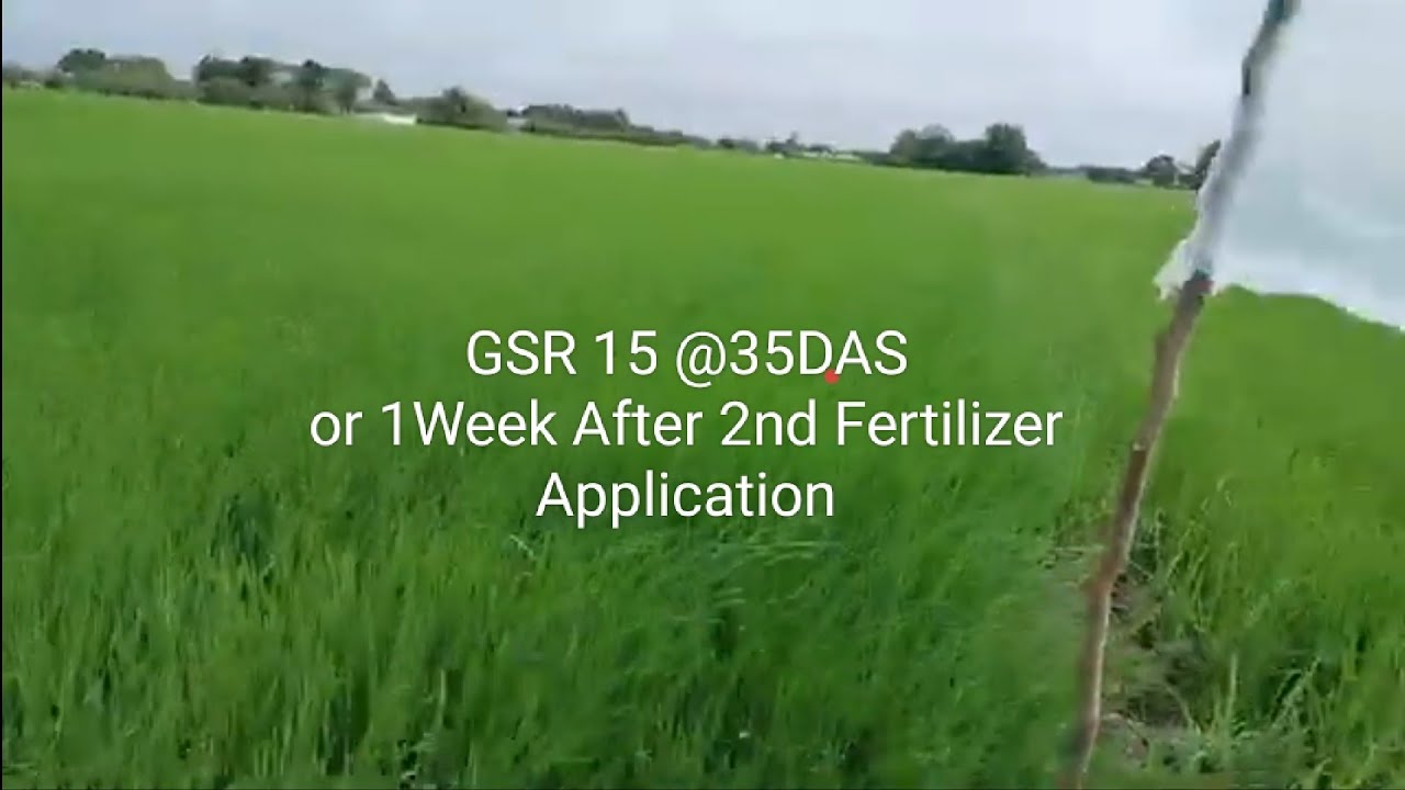 one-week-after-second-fertilizer-application-ano-na-ang-itsura-ng-rc