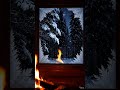 A Quiet Snowy Morning ☕ ASMR Relaxation
