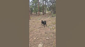 Winnie Is Getting Ready To Travel Freakinnomads Travel Grandcanyon 