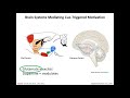 Why Did I Eat That? Obesity and the Neuroscience of Food Craving