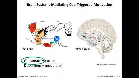 Why Did I Eat That? Obesity and the Neuroscience o...