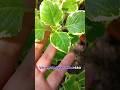 Panikoorka 💚 #youtubeshorts #gardening #gardeningvideos #kerala