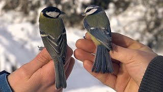 Sýkora koňadra (Parus major) a sýkora modřinka (Cyanistes caeruleus) - ptáci zblízka
