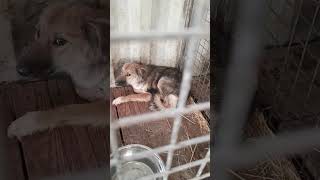 23.10.25 🆘 ОТЛОВ ГОРОДА АЛМАТЫ. КАЗАХСТАН 🆘