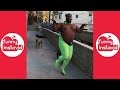 King Bo New Videos 2018 | Funny King Bo Vine Compilation (W/Titles) - Funny InstaVID