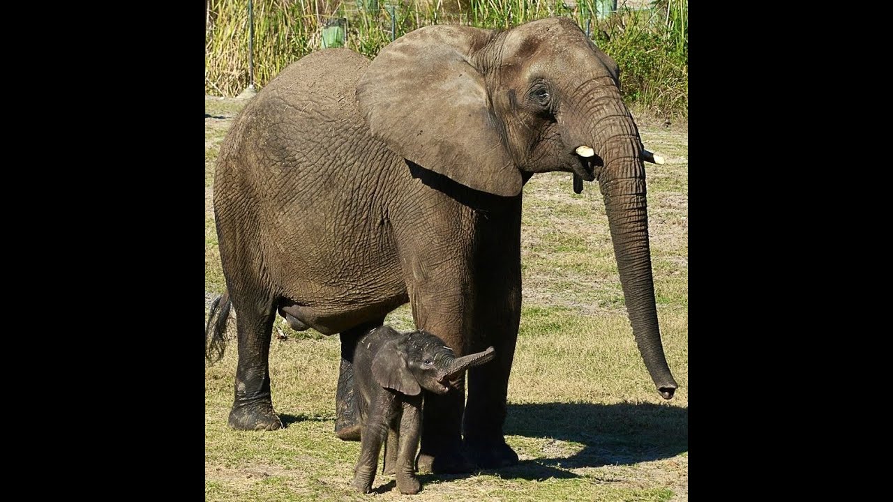 Tampa Zoo Lowry Park Elephant Encounter 9/6/2021 YouTube