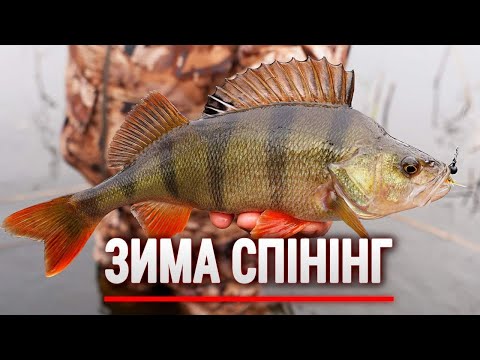 ЛОВЛЯ ОКУНЯ на СПІНІНГ з берега ЗИМОЮ.