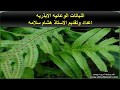 النباتات الوعائيه الابذريه شرح مميز