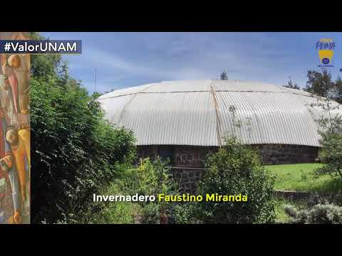 Invernadero Faustino Miranda. #ValorUNAM