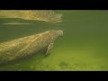 Swimming with Manatees in Crystal River and Three Sisters Springs