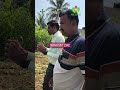 Oragnic Green manure for ur soil to regenerate ur soil #microbi #drsoil #biofertilizer #8148407212