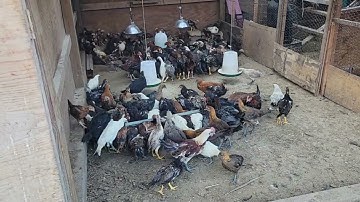 Kuv tus txiv tsev pub me nyuam qaib