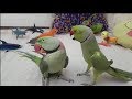 TALKING RINGNECK WITH CONFUSED | ALEXANDRINE PARROT | PBI OFFICIAL-Youtube