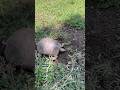 Está tortuga te dejará con la boca abierta #turtle #tortuga #exotic #turtlewatching #pets