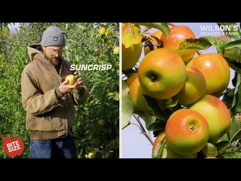 Video: Péče o jabloně Suncrisp: Pěstování jabloní Suncrisp