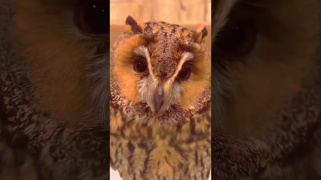 Listen for the call of the long-eared owl.