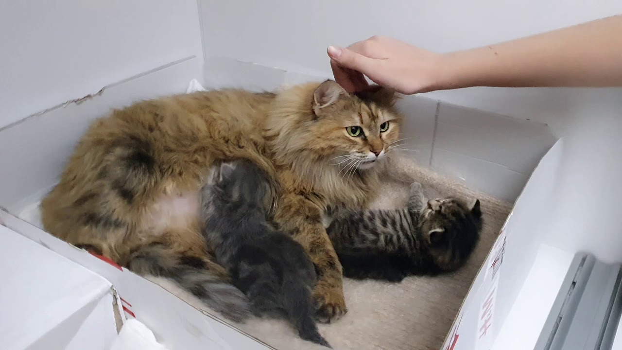 Котятам 2 недели,открыли глазки, начинают играть. - YouTube