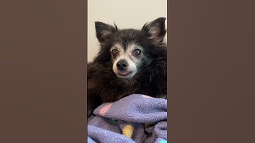 Blep by Puppy Songs -- Available on Spotify + Apple Music 👅🤘 #dogs #cutedog