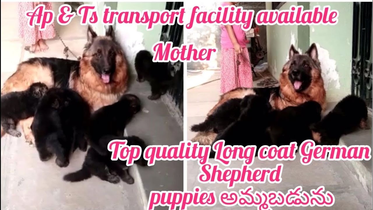 Long coat German Shepherd puppies for sale7273040040hyderabaddog
