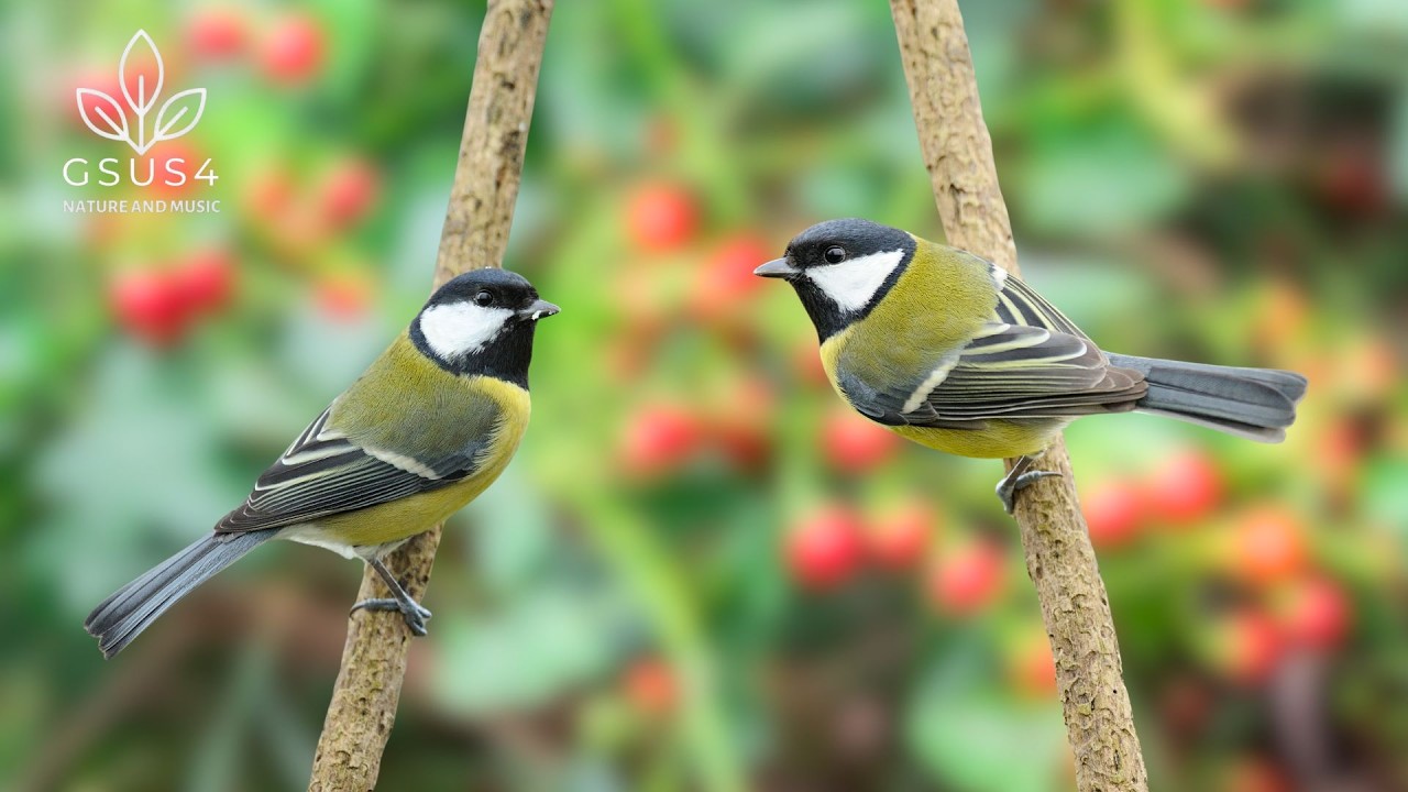 11 Hours Bird Sounds - Relaxing Bird Songs in The Forest | Focus, Study, Sleep Well