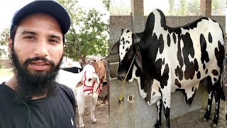 Thethar Cattle Farm | AR Maani