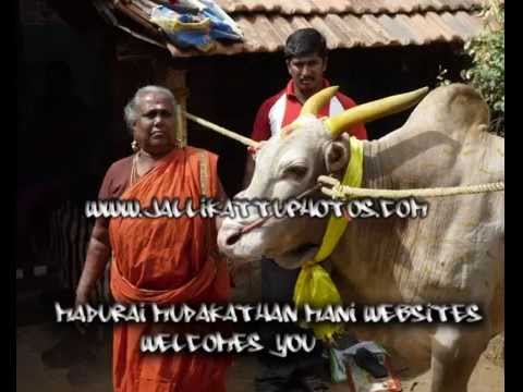 Jallikkattu Madurai Mudakathan Mani Jallikkattu Famous Video