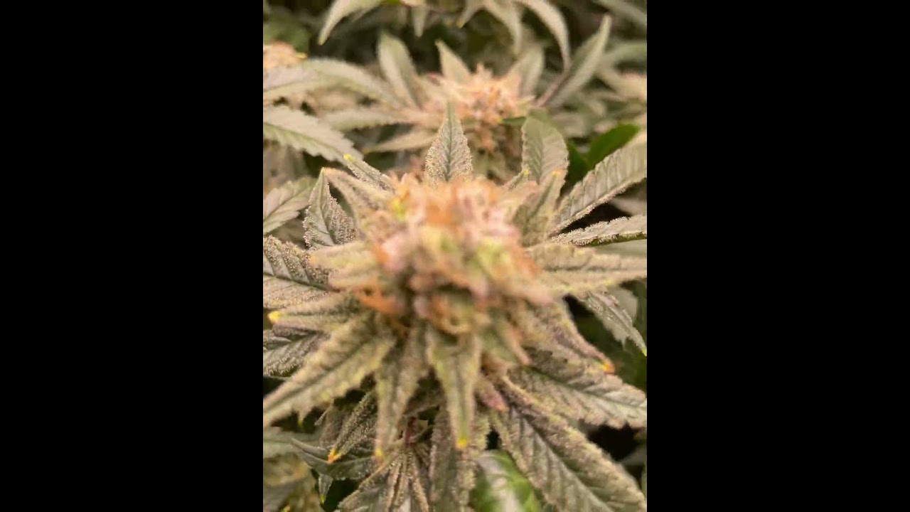 Week 8 Flower Sherbadelic
