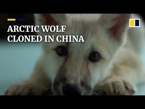 ‘World’s first’ cloned Arctic wolf bred in a Chinese lab