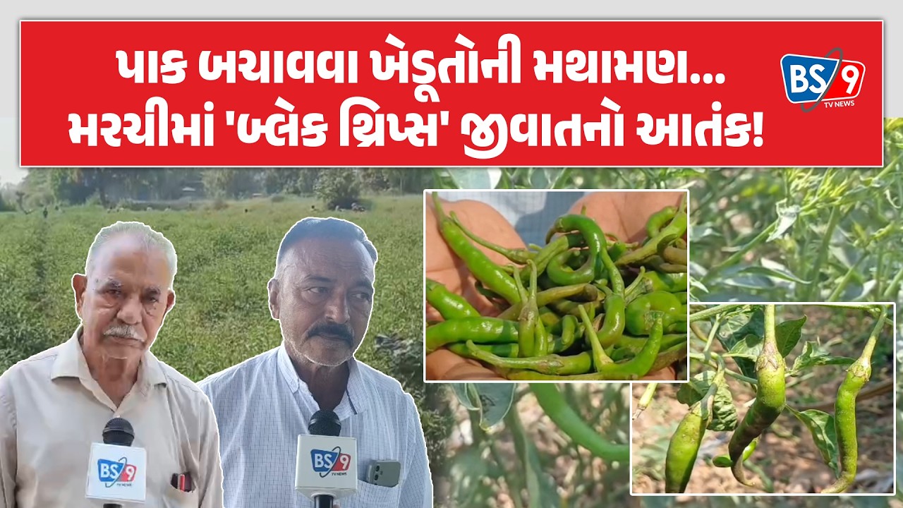 Anand | સોજીત્રા પંથકમાં 'બ્લેક થ્રિપ્સ'નો કહેર, મરચીનો પાક નિષ્ફળ જતાં ખેડૂતો પાયમાલ | BS9 TV NEWS