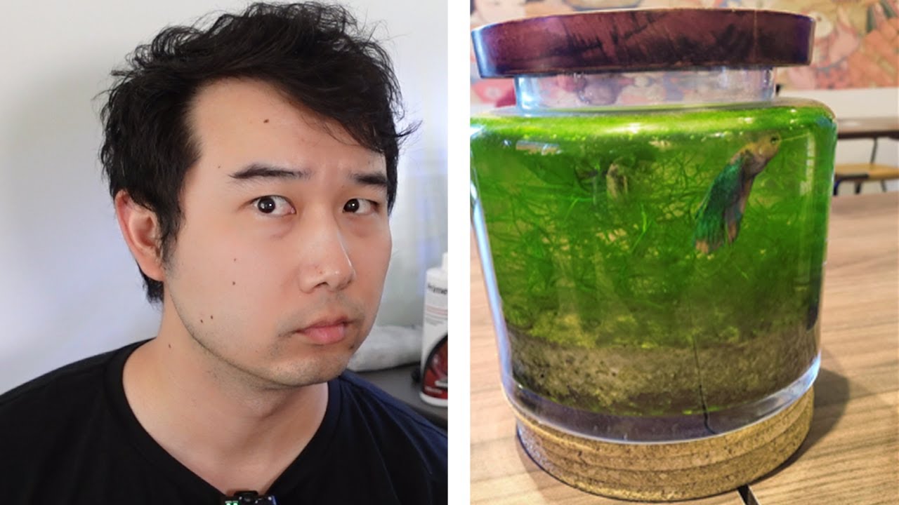 New Betta Ecosphere just dropped | Fish tank Review 318