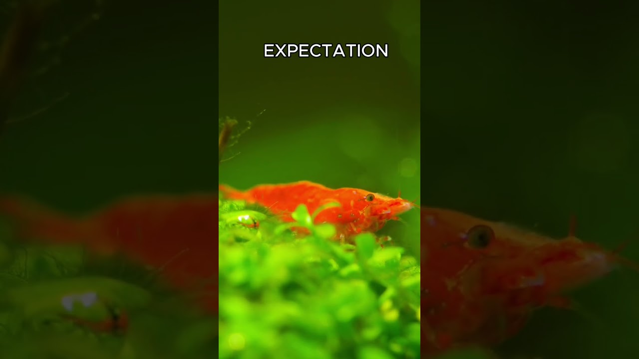 We've all been there. Overfeeding is the fastest way to turn your aquascape into pea soup #aquarium