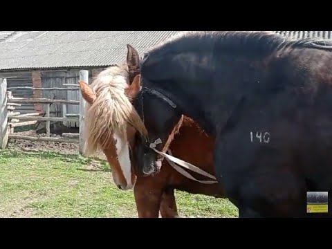 Разведение лошадей в домашних условиях видео