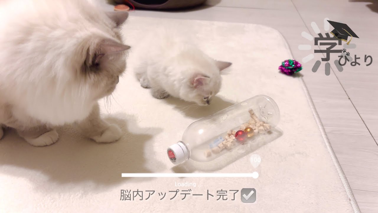 【猫×学】🩶弟子坊クエストvol.➁【獲ル❕】 他/一期一会   #ragdoll    #munchkin  #kitten 