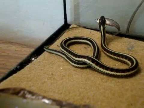 Garter Snake Eating Youtube