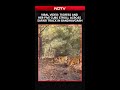 Tigress And Her Five Cubs Stroll Across Safari Track In Bandhavgarh, Internet Amazed