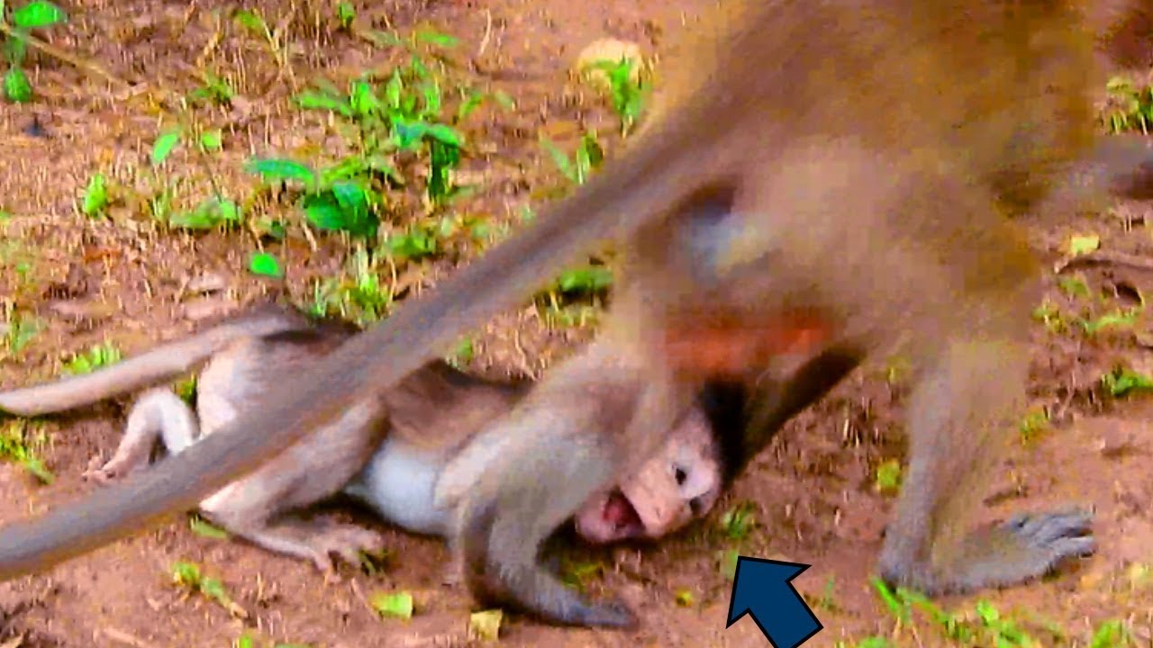 MG, Kari Monkey Dragging Baby Polino Head So Hard,Why Kari Doing Bad Thing Like This?