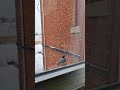 Recorded the action in slow motion... This bird is so small, but looks big in the video