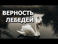 Верность лебедей - стихи для души