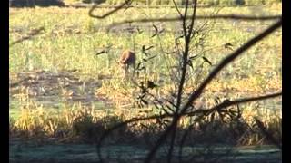 red deer in swamp.avi