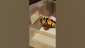 Warning ⚠️ ball Python live feeding #subscribe #livefeeding #python #ballpython #breeding #rat