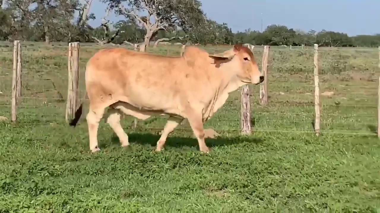 JDH Miss Booth Manso 583/4