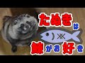 【たぬきと二人暮らし】たぬきは鰊がお好き♪(Herring is Tanuki's favorite food.)