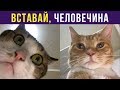 Приколы с котами. КОТЫ БУДЯТ ХОЗЯИНА | Мемозг #176