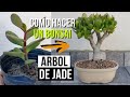 Cómo hacer un bonsai de árbol jade - Crassula ovata