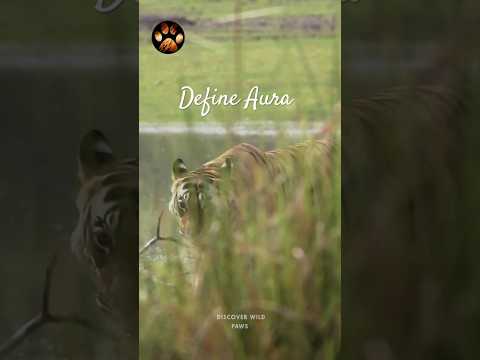 Biggest Male Of Ranthambore National Park Zone 3 T120 Aka Ganesh Shorts