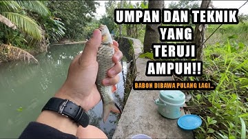SUDAH TERUJI PASTI POIN WADER || Mancing ikan wader pakai teknik pecut dan teknik gantung