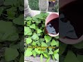#garden #gardening #pant #farm #farmlife #plants #farming #agricultur    f73cfc
